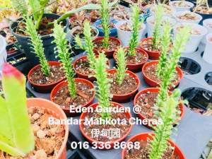Euphorbia trigona var plants ( 龍骨锦/ cactus )