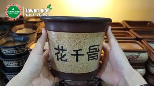 Pot Bonsai Keramik Bundar Tinggi Bagus