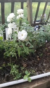 sarung tangan rajut tebal abu sarung tangan recondisi sarung tangan safety sarung tangan pekerja 1 pack isi 12 pasang