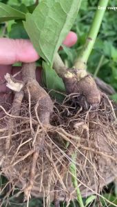 รากสาบเสือ สรรพคุณ และ ประโยชน์ คุณค่าเป็นยาดี  ขนาด 500 กรัม