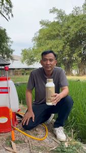 อะมิโนพืช โกลด์ (Amino Gold) ขวดใหญ่ ขนาด 1000 ml สูตรนาข้าว ทนแล้ง เหมาะสำหรับพืชใบเรียวยาว พืชเป็นกอ เช่น ข้าว อ้อย