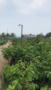 Bibit tanaman pohon blimbing sudah berbuah | pohon belimbing bangkok sudah berbuah tinggi 1meter