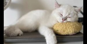 GATA U shaped cat pillow cute pet toy sleep baby cushion bantal peluk kucing patung