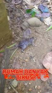 RATBUSTER RACUN TIKUS 115 GRAM DIJAMIN AMPUH RACUN TIKUS OBAT TIKUS ANTI TIKUS GRATIS BONUS