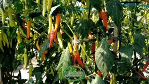 MERATA - ISI 10gr BIJI BENIH BIBIT CABAI RAWIT - BENIH UNGGUL CABAI RAWIT F1 - Reinnon Seed