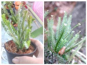 เอื้องใบมะขาม กล้วยไม้ขนาดเล็ก