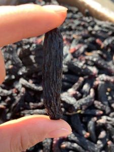 Specialty Xinjiang Turpan Extra Large Blackcurrant Dried Grapes 500g Blue Sapphire Beauty Fragrance Selected Ready to Eat