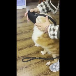 New!! ตะกร้อครอบปากสุนัข ที่ครอบปากสุนัข ตระกร้อครอบปากหมา น้องหมาดื่มน้ำได้ ป้องกันการกัด เห่า สำหรับสุนัขพันธุ์เล็ก ถึง พันธุ์ใหญ่