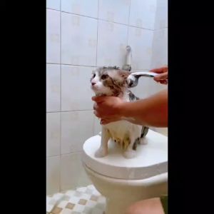 Paket Hemat Ocean Care Shampoo & Conditioner Kucing Anjing 100ml