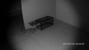 Large Rat Trap & Mouse Cage Trap: A Comprehensive Guide