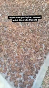 500 gram Biji Mengkudu Kering/ 250 gram Biji Buah Pace Kering