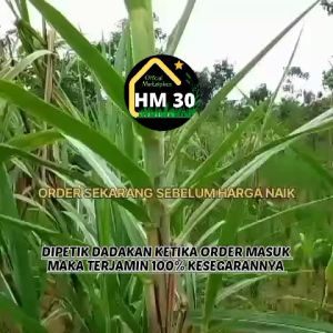 Trubuk & Bibitnya 1Kg Fresh Murah JAMINAN UANG KEMBALI Jika Produk Mengecewakan Trubus Telur Tebu Bibit stek Siap Tanam Termurah Sayuran Langka 1 Ikat 1000gr Tebundo Terubuk Turubuk Sunda Indonesia Telor Tiwu Segar Menu Sehat Endog Tebu Panen Dadakan