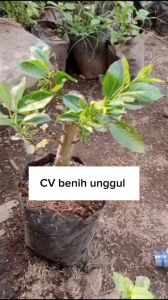 Bibit Apel Merah Super Cepat Berbuah