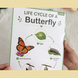 Life Cycle Wall Posters Set 8 PCS 8.26 x 11.22in Ladybug Praying Mantis Dragonfly