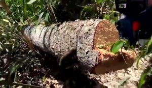 เลื่อยยนต์ 12-16นิ้ว สำหรับการตัดไม้ เลื่อยตัดไม้ เลื่อยไฟฟ้า รับประกันความคม 100% สินค้าใหม่