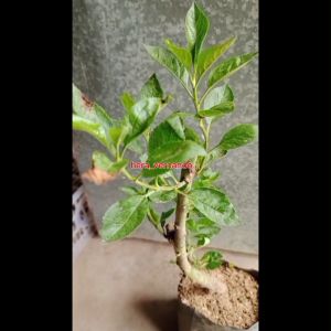 Bibit Apel Fuji Merah Cangkok Cepat Berbuah Super