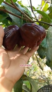 Bibit Jambu Air Dalhari Super Okulasi