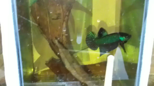 ปลาหม้อสายกัด แปดริ้ว หัวบ่อหม้อแปดริ้ว หม้อนำเข้า กัดดุมาก ทนมาก หนังเหนียวฟันคม ได้ไปสุดจัดแน่นอน ส่งด่วน รับประกันสินค้า100%new ปลาหม้อ ปลาหม้อแปดริ้ว - Lazada