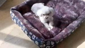 Dog Bed Washable Cat bed Pet Sleeping Warm Soft Bed For Puppy And Kitty Mat House Pad Pet Kennel