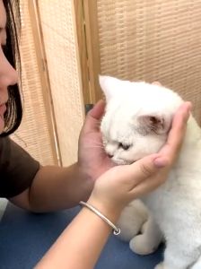 Yegbong Pet Dental Finger Wipes / Multipurpose Oral Tooth Cleansing Eyes Ears Pet Dog Cat Wipes Wet Tissue (50PCS)