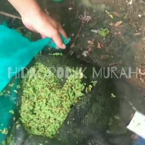 Azolla  super pakan ternak 1 kg