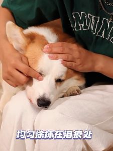 Pet Tear Stain Cleansing Remover Pet Eye Supplement Eye Care Cat Dog Supplement | 宠物泪痕清洁 泪腺