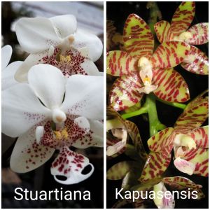 seedling anggrek bulan Phalaenopsis stuartiana x kapuasensis primary hybrid tanaman hias silangan unik cantik