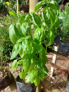 Sweet Basil Herb
