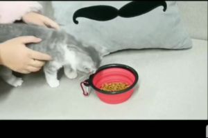 Mangkok Lipat Hewan Peliharaan Ryu Pet Bowl Collapsible Dog Cat / Mangkok Serbaguna Travel Anjing Kucing