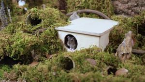 Forest Moss Soft Natural Moss Bedding Nesting for small animal Lizard birds hamsters