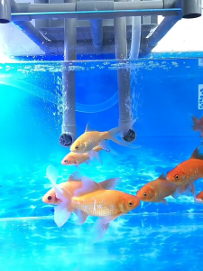 C-bar ซีบาร์ แท่งกรองน้ำประสิทธิภาพสูง สำหรับตู้ปลาและบ่อปลา ช่วยให้น้ำใส ไหลผ่านน้ำได้ดีเยี่ยม