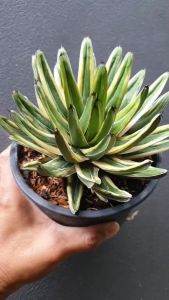 ต้นอากาเว่  อากาเว่วิคตอเรีย ด่าง คอมแพคฟร์อม  Agave Victoriae-reginae Cream Compact #Agave #succulent #อากาเว่ ต้นอคาเว่ ต้นอคาเว่ ราคา ต้นอคาเว่ ด่างคอมแพคฟร์อม ต้นอคาเว่ด่างคอมแพคฟร์อม - Lazada
