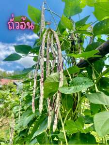 ถั่วอ้น สำหรับปลูก 30 เมล็ด ถั่วสวนครัว