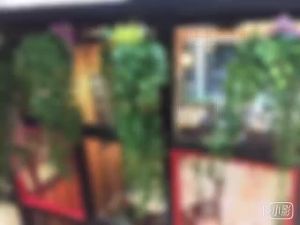 Chùm lá giả treo tường chùm lá trầu bà thường xuân trang trí nhà cửa văn phòng cửa hàng lớp học