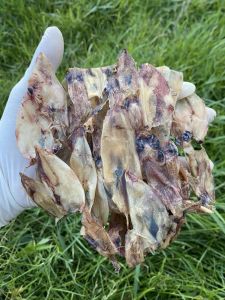 หมึกกะตอยเรืออวนลาก