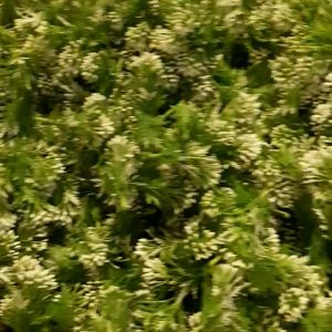 cụm điểm trang trícỏ điểm trang trí thủy sinh (100g)