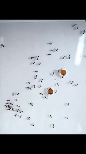 CODครีมกำจัดจิ้งจก ยากำจัดมด แมลงสาบ ยาฆ่าจิ้งจก ไล่ตุ๊กแกถาวร ไล่ตุ๊กแก 8 ชิ้น/กล่อง ผลยาวนาน ปลอดภัยสำหรับคนและสัตว์เลี้ยง ส่งฟรี