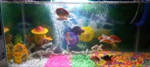 SELANG AQUARIUM SELANG AERATOR PER 1 METER