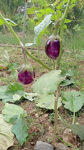 Benih Terong Pondoh Ungu YOFI 10 gram Golden Seed Unggul Panen Melimpah Tahan Penyakit Buah Lebat