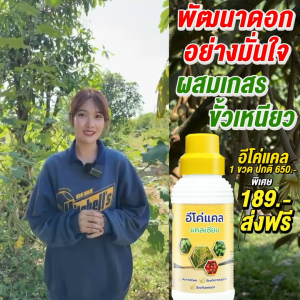 อีโค่แคล แคลเซียมพืช 3แถม4 (แถมสารจับใบ1แถมไออ้อน 3 ) เพิ่มการติดผล ติดดอก ป้องกันผลร่วง ขั้วเหนียว