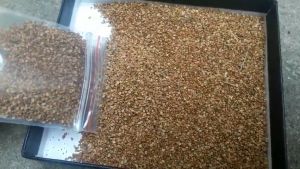 (5 gói) Hạt giống cỏ lá tre