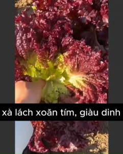Nguyên gói khoảng 300 Hạt giống xà lách xoăn tím chịu nhiệt giòn ngọt - Hoang My food and beauty