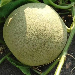 Benih Bibit Melon F1 Hybrid Tahan Virus - RHENA 03 - Reinnon Seed