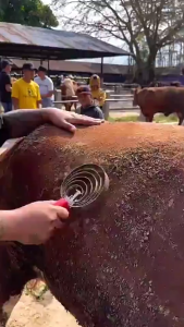 Sisir Hewan Ternak 6 Putaran - Sisir Bulu Kuda Sapi Kerbau Kambing yang Efektif