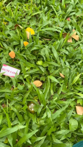 Xúc xắc xí ngầu trong suốt size 2.5 cm nhiều mẫu được chọn màu