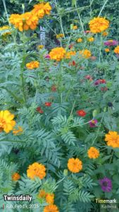 GG | 250 Benih Bunga Marigold French 01 Orange