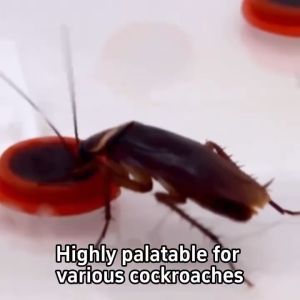 【Diimport dari Jepun】16pcs/kotak umpan pembunuh lipas 16pcs/box cockroach killer bait 100% kill rate cockroach trap Can be used on walls behind tables in gaps and in hard-to-clean places 蟑螂药诱杀胶饵