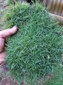 rumput Peking atau rumput Jepang 1 meter persegi. 