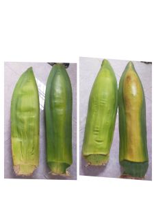 Hoa cau tươi nguyên bẹ ship toàn quốc