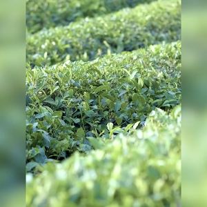 LAIKOU 50g facial cleanser tea tree acne cleanser oil control pores blackhead cleansing